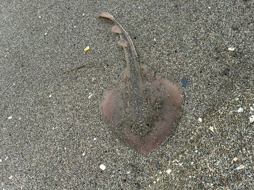 ウチワザメの釣果