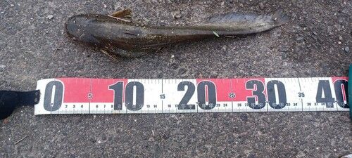 ナマズの釣果