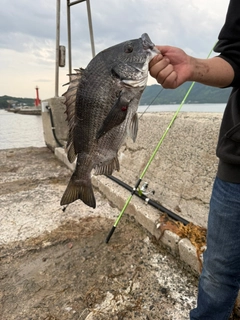 チヌの釣果