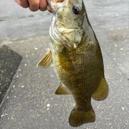 スモールマウスバス