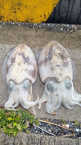 コウイカの釣果