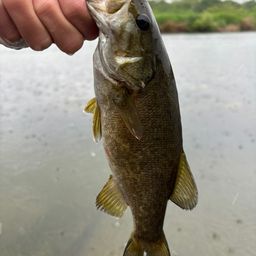 スモールマウスバス