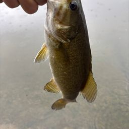 スモールマウスバス