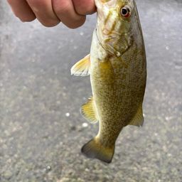 スモールマウスバス