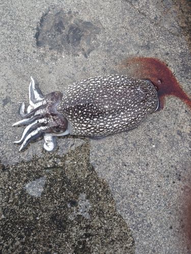 シリヤケイカの釣果