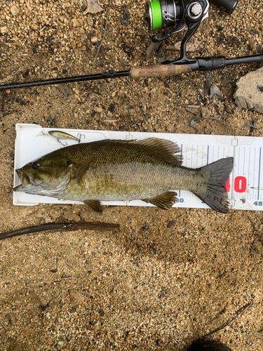 スモールマウスバスの釣果