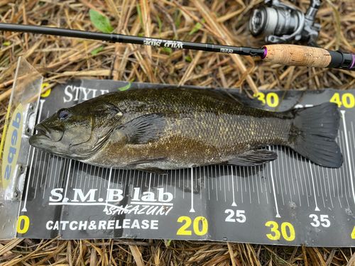 スモールマウスバスの釣果