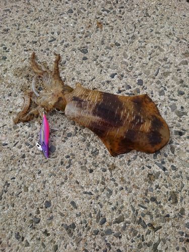 アオリイカの釣果