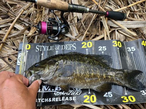 スモールマウスバスの釣果