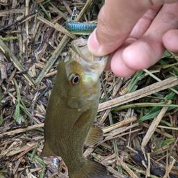 スモールマウスバス