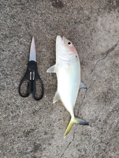 オニヒラアジの釣果