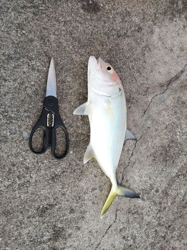 オニヒラアジの釣果