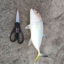 オニヒラアジ