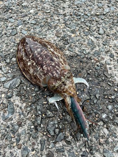 マツバイカの釣果