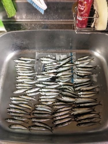 マサバの釣果