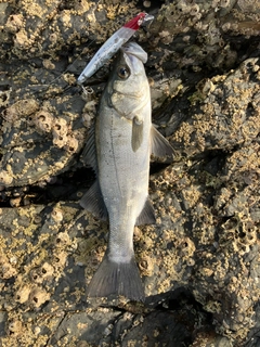 ヒラスズキの釣果