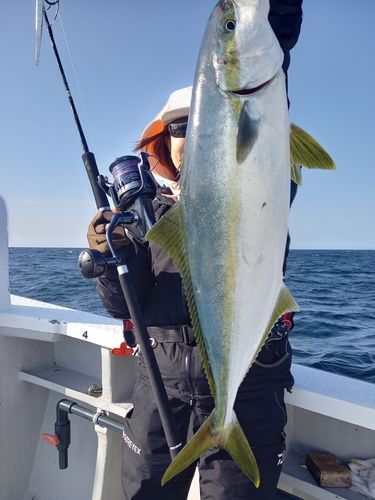 ヒラマサの釣果