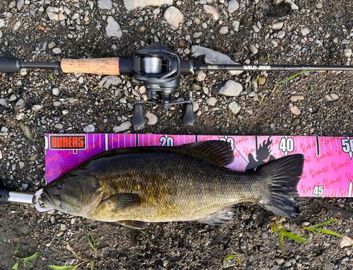 スモールマウスバスの釣果