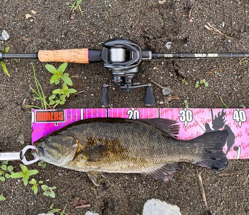 スモールマウスバスの釣果