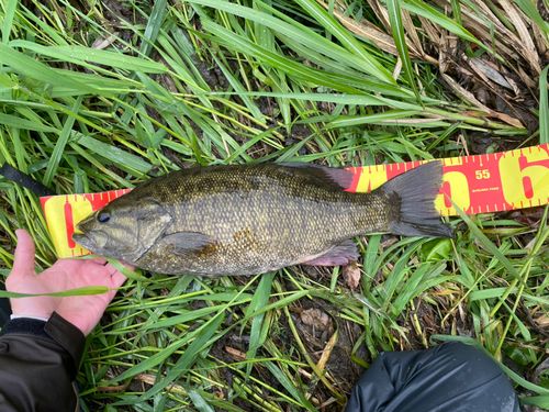 スモールマウスバスの釣果