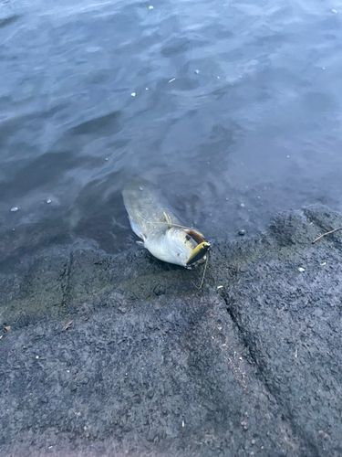 アメリカナマズ