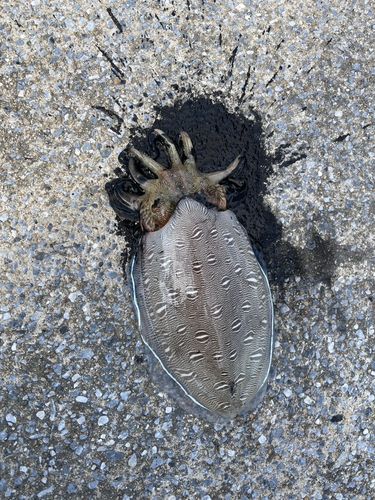 コウイカの釣果