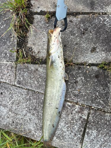 ナマズの釣果