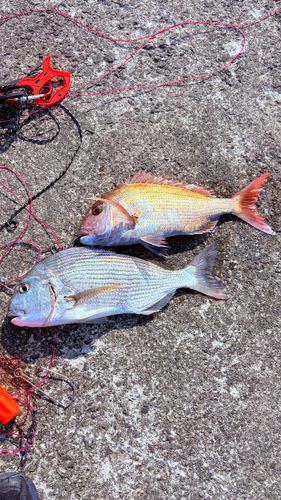 マダイの釣果