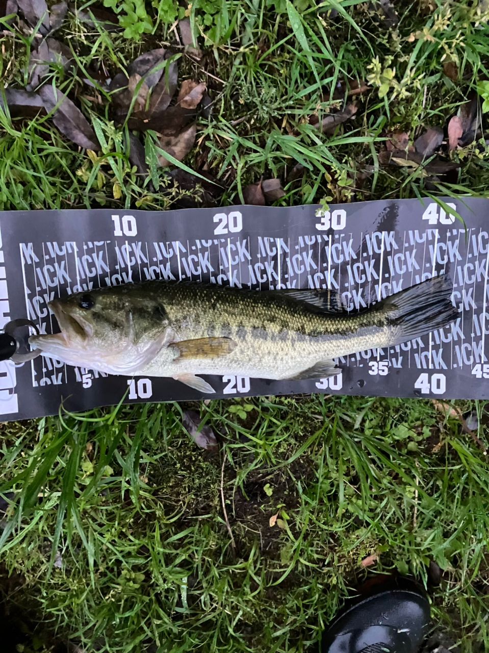 ラージマウスバス