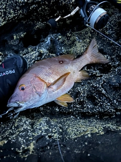 シブダイの釣果
