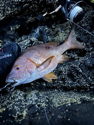 シブダイの釣果