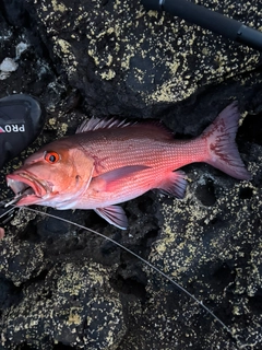 バラフエダイの釣果