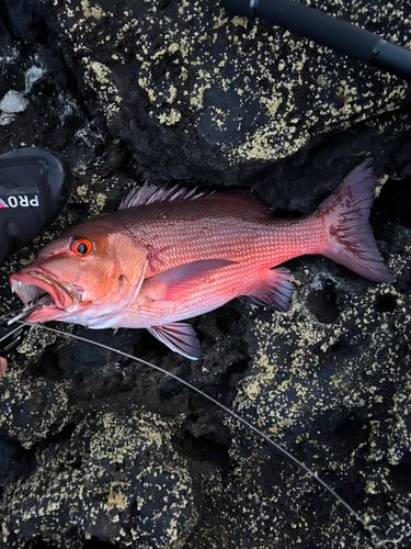 バラフエダイの釣果