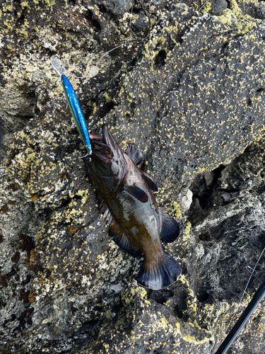 アオノメハタの釣果