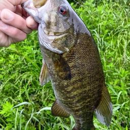 スモールマウスバス