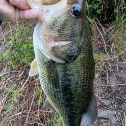 ラージマウスバス