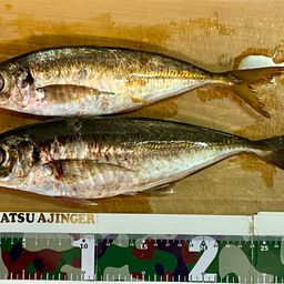 マアジ