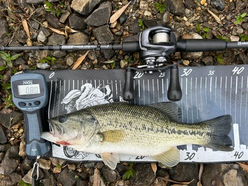 ブラックバスの釣果