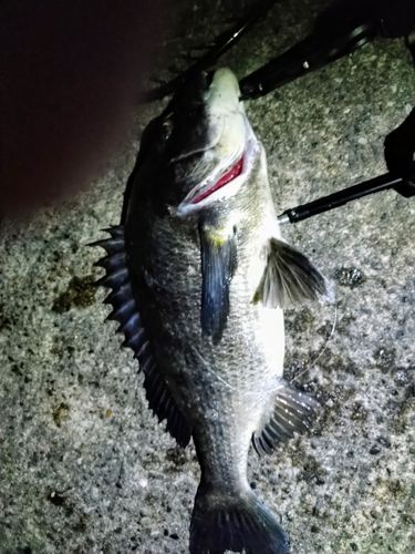 クロダイの釣果