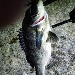 クロダイ