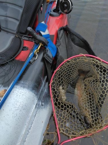 ニジマスの釣果