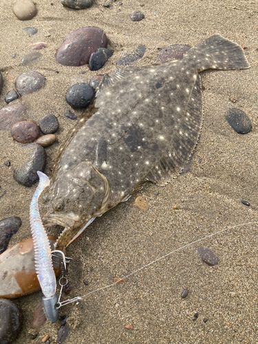 ソゲの釣果