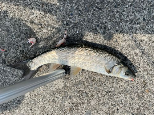ウグイの釣果
