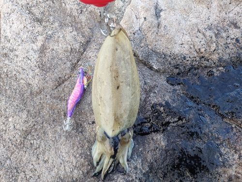コウイカの釣果