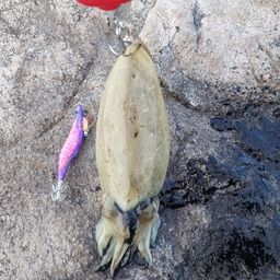 コウイカ
