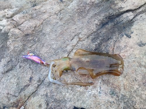 アオリイカの釣果