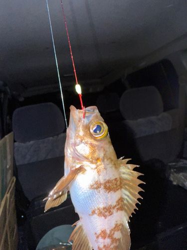 メバルの釣果