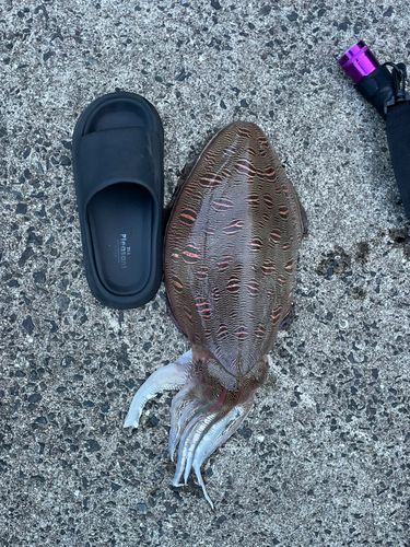 コウイカの釣果
