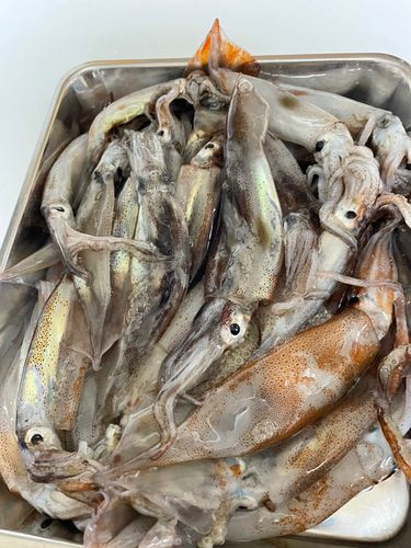 ムギイカの釣果