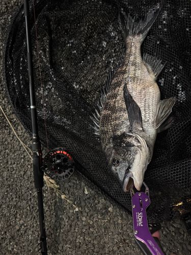 チヌの釣果